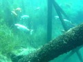 Dutch springs