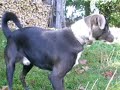 My dog My dog