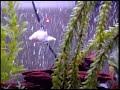 fish sex fish sex