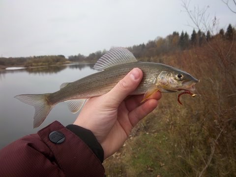 видео осенний хариус видео осенний хариус