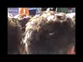 toro2.mp4