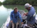 Huge Barramundi