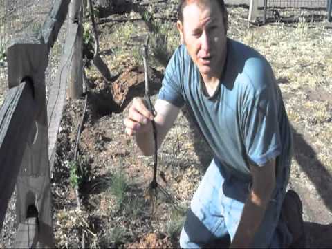 how to plant a grape vine