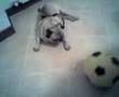 Pug video