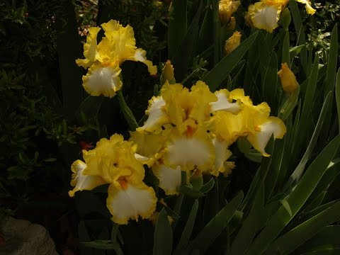 how to fertilize bearded iris