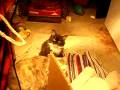 The kitties in our garage :)