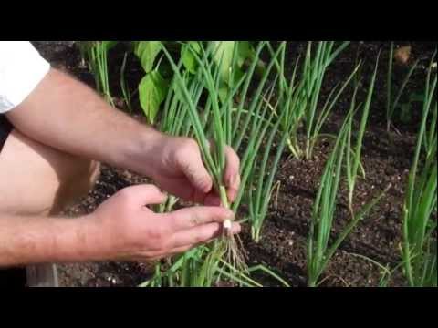 how to harvest green onions