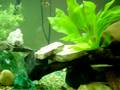 videos de My severum 150 gallon tank 2