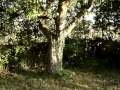 Apple variety Blenheim Orange massive tree