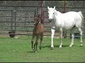 4 wk old Polish Arabian Filly - Play War Mare Moves 4 wk old Polish Arabian Filly - Play War Mare Moves