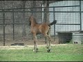 4 wk old Polish Arabian Filly - Play War Mare Moves