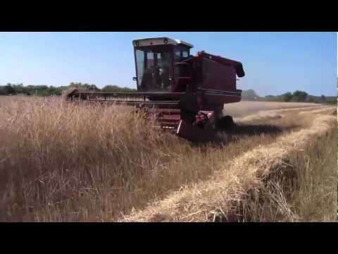 how to harvest cereal rye