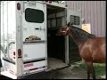 HorseSaver.mpg