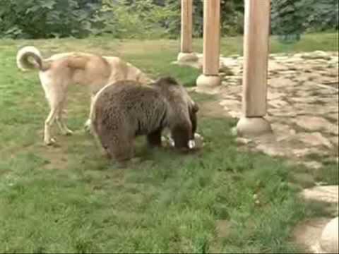 kangal