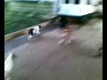 videos de Pitbullina y demás cachorros