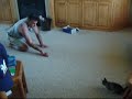 ボール猫動画