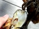 Hermit Crabs Fighting