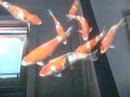 UK - Koi growing tanks