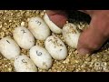 western pond turtle hatchlings released into the wild near lakewood, washington, usa as part of the head start program by the department of fish and wildlife and woodland park zoo in seattle.
produced by ryan hawk