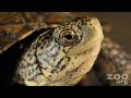 western pond turtle hatchlings released into the wild near lakewood, washington, usa as part of the head start program by the department of fish and wildlife and woodland park zoo in seattle.
produced by ryan hawk