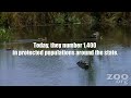 western pond turtle hatchlings released into the wild near lakewood, washington, usa as part of the head start program by the department of fish and wildlife and woodland park zoo in seattle.
produced by ryan hawk