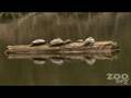Cute Baby Turtles Released in Wild