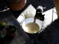 DANS LA SERIE DES AVENTURES DE NOS CHATS....LE CHAT P�CHEUR !