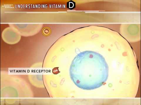 Understanding Vitamin D
