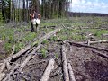 adam treeplanting adam treeplanting