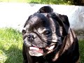 cucciole