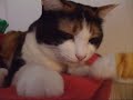 ????????? - Cat hand Magic