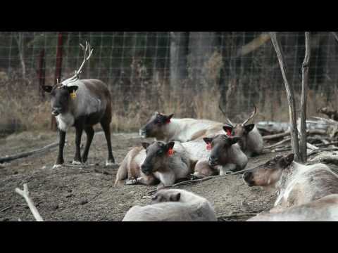 Reindeer research