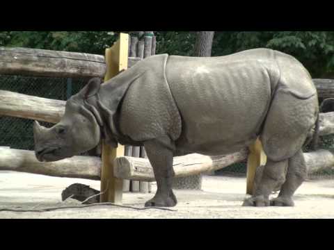 Wien: Tiergarten - Schnbrunn Juni 2014