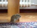 happy Rennmaus