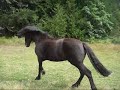 Handsom the Canadian Horse at home
