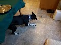 Mini Remote Controlled Helicopter Vs Dog - FUNNY