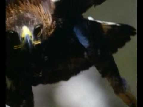 golden eagle