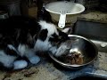 kitty
