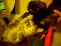 videos de Chewbacca vs. Darth Vader