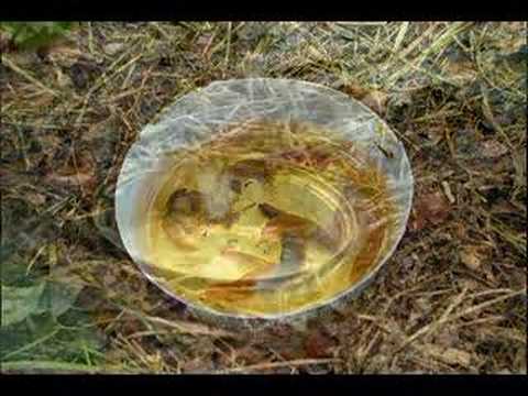 how to control slugs