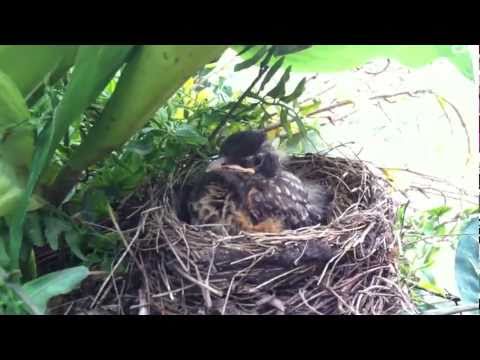 Linly Designs baby Robin 