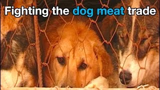 How Animals Asia works to end the dog meat trade
