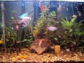Este e meu aquario com varias especies de peixes!!Curtao o video 