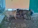 Indio & Cindy