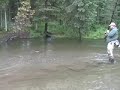 12 Lb Silver Salmon on a 4 Weight!
