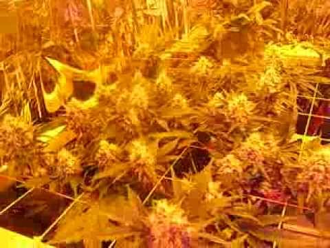 how to grow weed with uv light