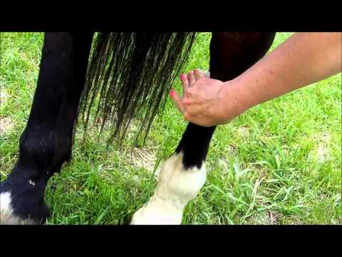 how to treat equine proud flesh