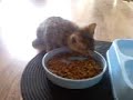 chatty-catty