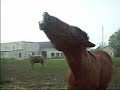 Funny horse