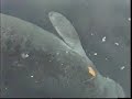 Manatees, Homosassa Springs State Park, Florida